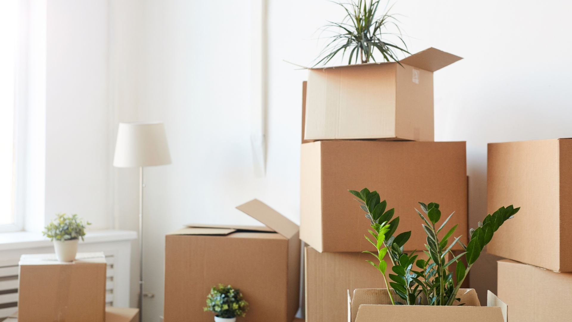 Moving day with cardboard boxes and houseplants in a bright room